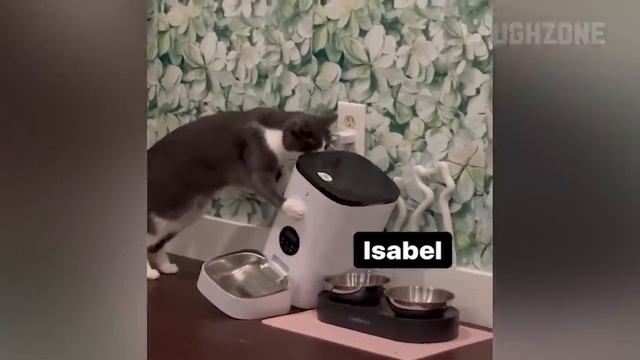 Videos De Risa De Animales - Perros y Gatos Chistosos - Videos De Animales Graciosos #13 смотреть онлайн