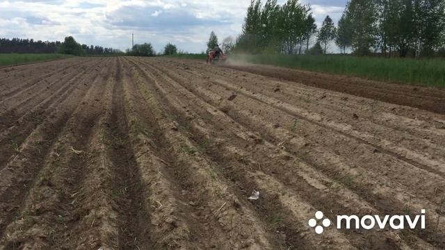 SHIFENG SF 240 прополка Польским культиватором ёжиками