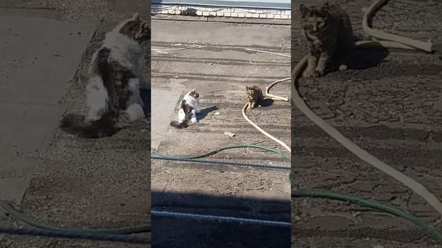 Наша кошка дерётся с сосседним котом!! смотреть онлайн