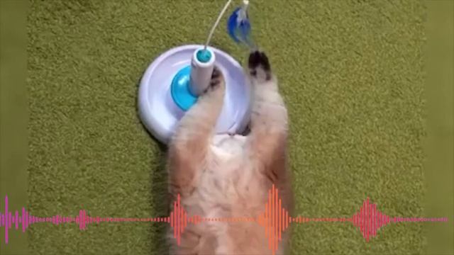 Рыжий кот Песенка для детей Смешные коты Маленький котик - Тепленький животик смотреть онлайн