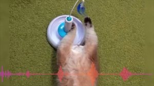 Рыжий кот   Песенка для детей   Смешные коты  Маленький котик -    Тепленький животик