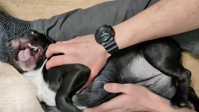 БЕШЕНЫЙ ФРАНЦУЗСКИЙ БУЛЬДОГ смотреть онлайн