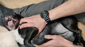 БЕШЕНЫЙ ФРАНЦУЗСКИЙ БУЛЬДОГ