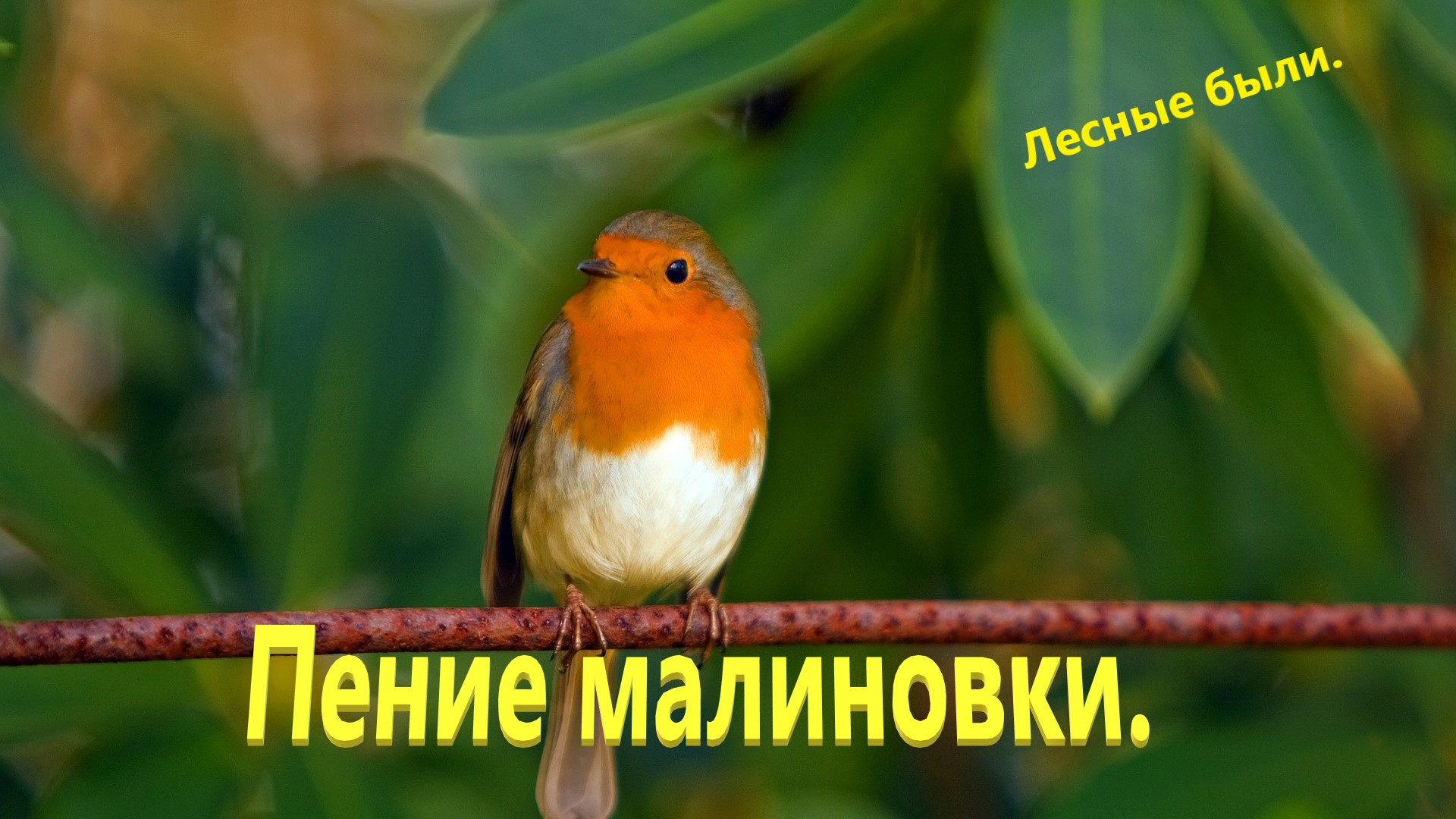 Пение малиновки., Малиновка.Зарянка поёт.