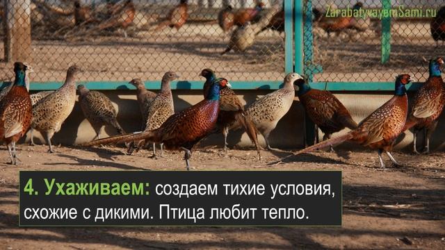 Разведение фазанов в домашних условиях как бизнес смотреть онлайн