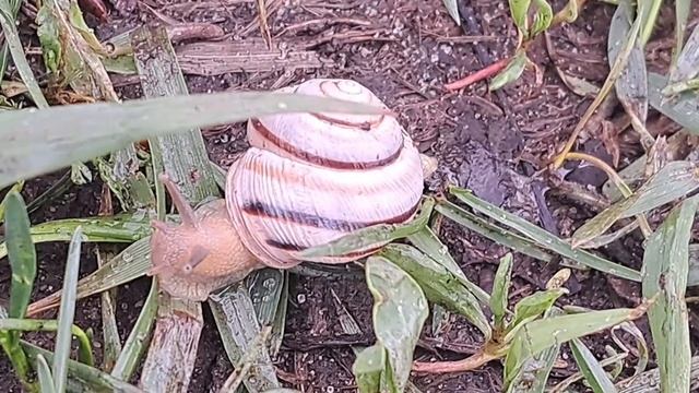 Городская улитка.mp4