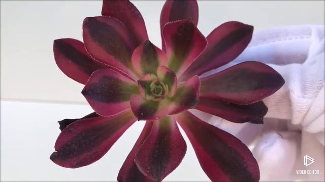 Aeonium Medusa (G) смотреть онлайн