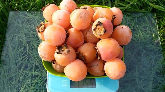 ЧТО ЭТО ЗА ФРУКТ - "ЧУЧУПАКА"? И см. след. видео. смотреть онлайн