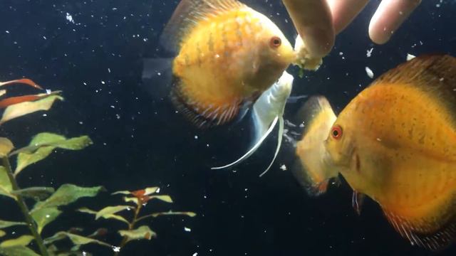 Кормление дискусов с рук смотреть онлайн