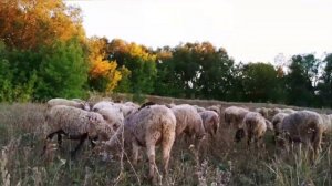 Подготовка барана к случке | Виды случки овец | Овцеводство