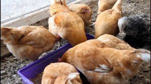 Куры Мини мясные в моём хозяйстве