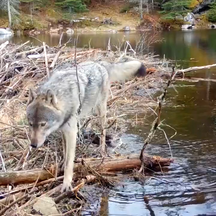 На бобровой плотине смотреть онлайн
