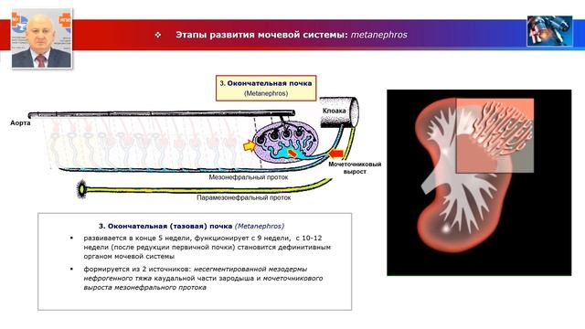 Пренатальное развитие органов мочевой системы смотреть онлайн