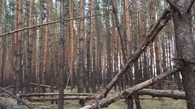 Тайны соснового леса. Н. Зябирова смотреть онлайн