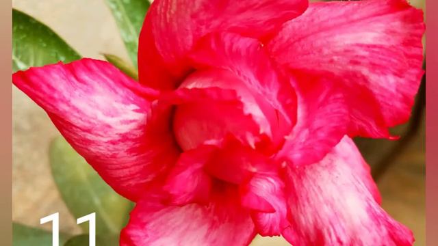 Beautiful Adenium,COOMAR NURSERY смотреть онлайн