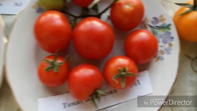 Разговор о покупке семян в интернет-магазине и о качестве посадочного материала