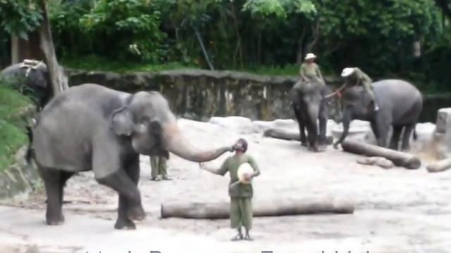 Шоу слонов в Сингапурском зоопарке - Elephants Show In Singapure Zoo