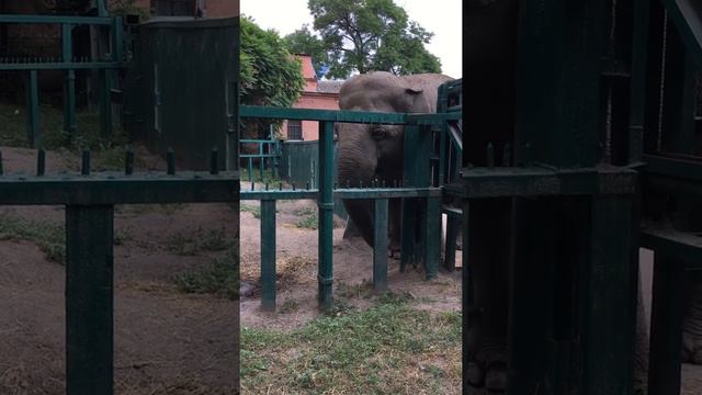 Слон 🐘 Elephant 🐯 Одесский зоопарк 🐻 Odessa zoo смотреть онлайн
