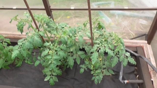 Новинки 2023. Томат Побрякушки Блю пугает меня своими вариегатными листьями. смотреть онлайн