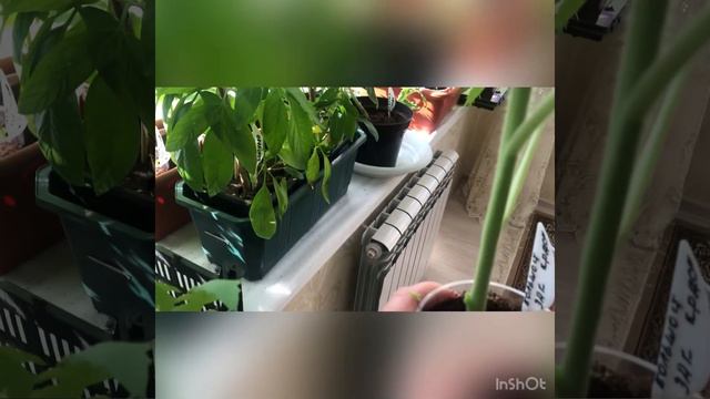 Как подготовить томаты к высадке в грунт смотреть онлайн