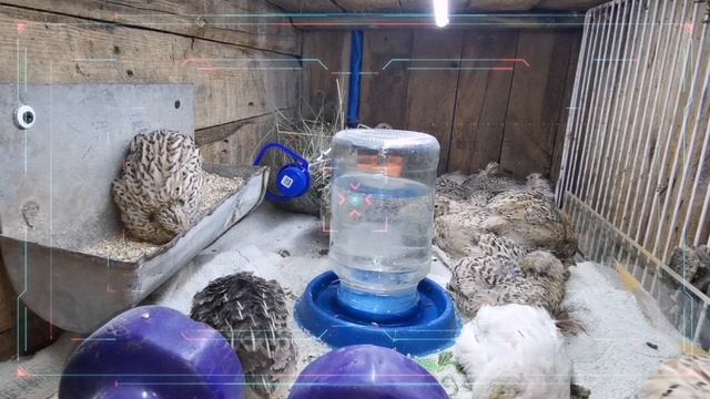 Перепелята №2 смотреть онлайн