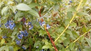 Голубика сорт Эрлиблю, Герберт, Дарроу, Блюкроп .  Сезон 2018.  Первый сбор