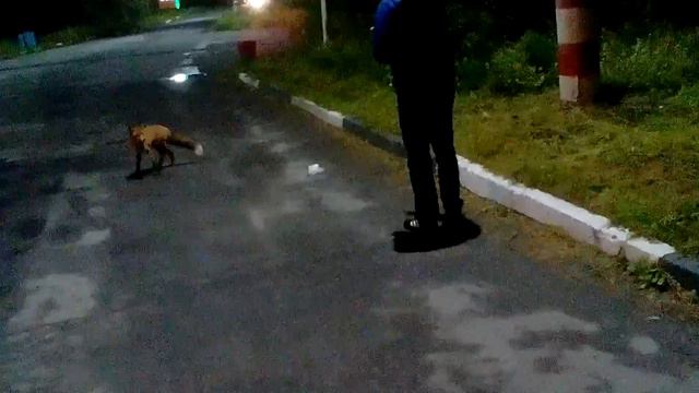 Лиса пришла покушать на заправку СкА РуС,остановка Три ручья смотреть онлайн