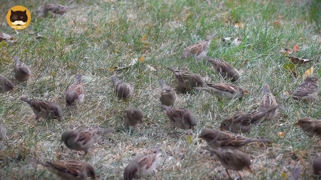 VIDEO FOR CATS TO WATCH - Birds and Squirrels! CAT & DOG TV. смотреть онлайн