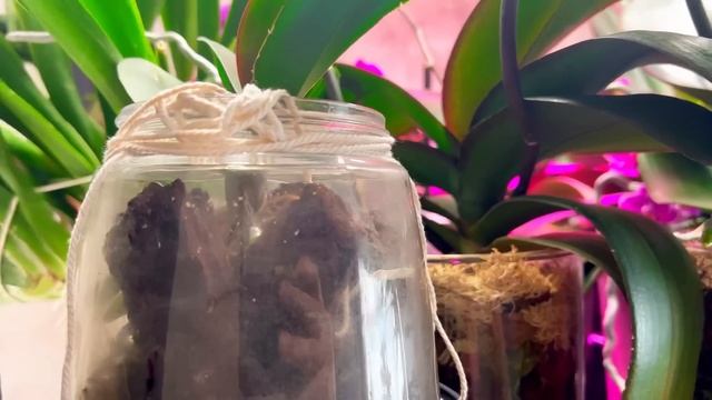 Орхидейный стеллаж. Новая лампа. Цимбидиум.