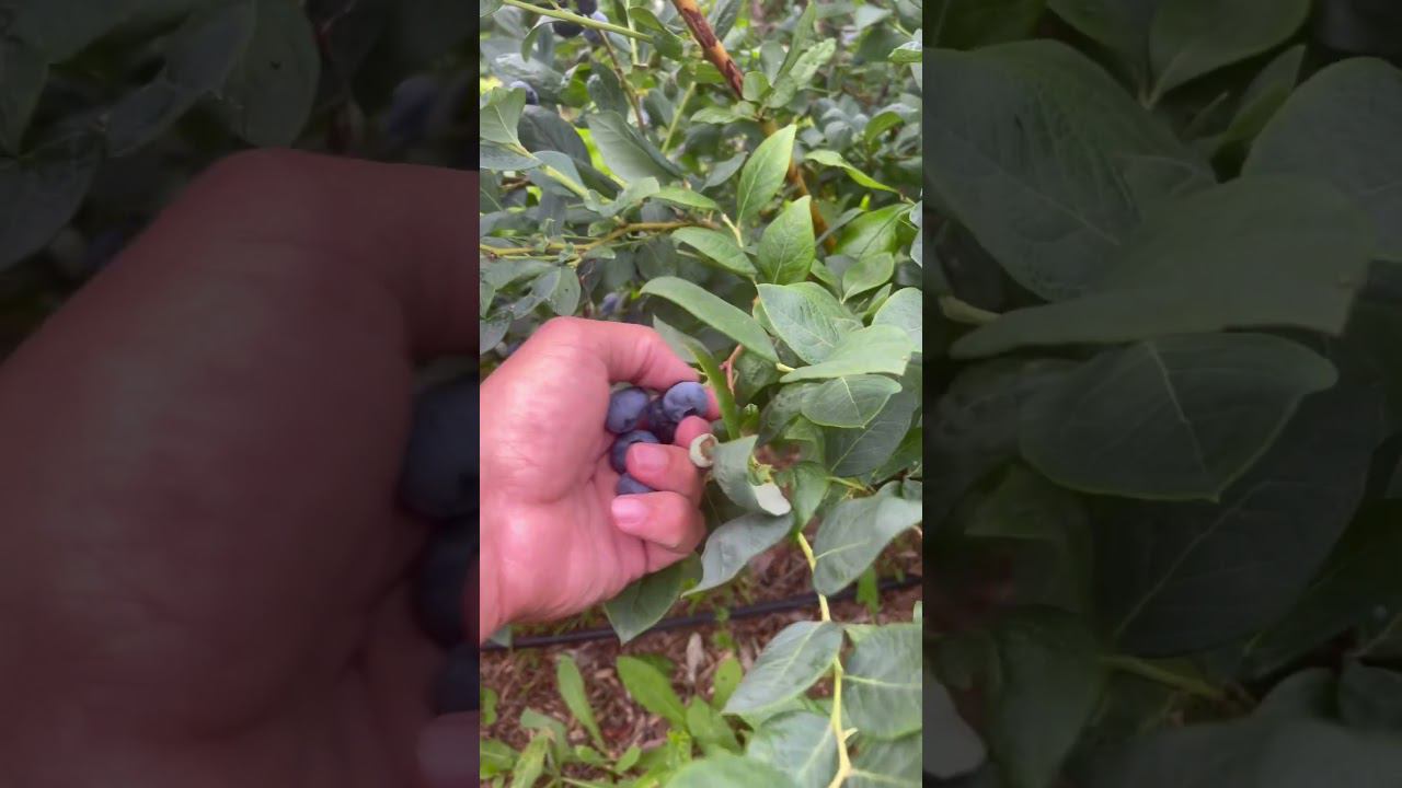 Голубика сорта Sierra (Сиерра). #голубика, #голубикасадовая #голубика смотреть онлайн