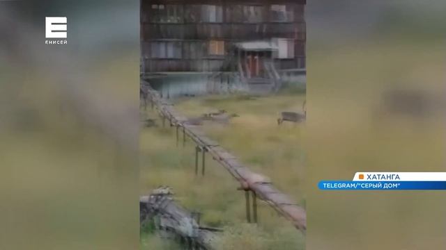 По улицам Хатанги промчалось огромное стадо оленей смотреть онлайн