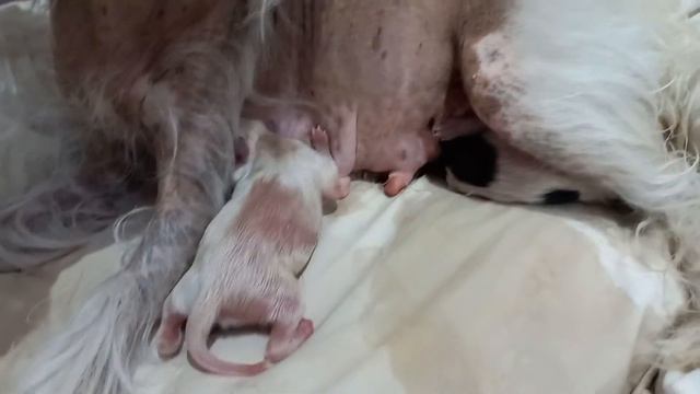 Роды китайской хохлатой голой.Моя собака Миколета стала мамой * смотреть онлайн