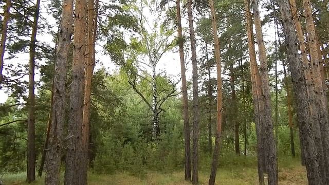 За Грибами и Ягодами. Молодые Маслята. Земляника. Лесная Клубника. смотреть онлайн