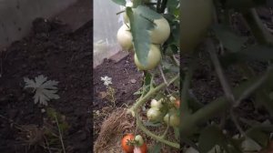 обзор томатов в теплице,Петр 1 отличный томат.