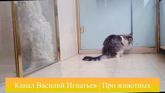 Кот смотрит на собаку в душе. Пока я мою ею смотреть онлайн