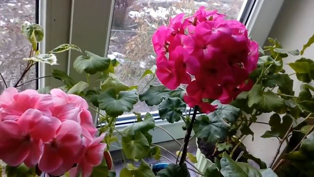 Пеларгония из семян Rafaella# домашние цветы# пеларгония смотреть онлайн