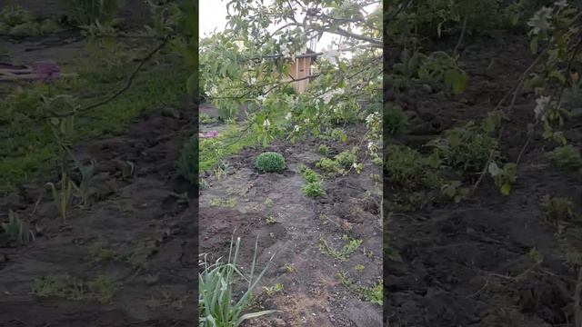 Садовые истории. Что сделано в мае смотреть онлайн