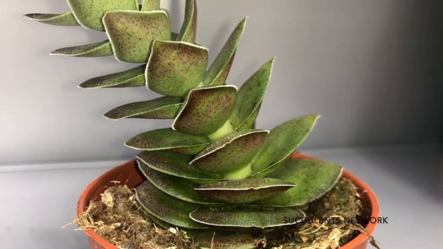 How To Grow And Care For Crassula Capitella Turrita смотреть онлайн