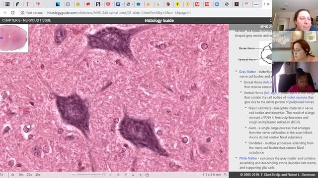 Nervous System Lab Preview 4-15