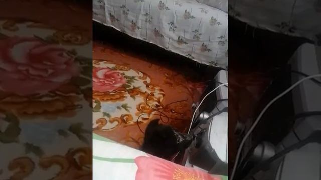 Голос щенка лайки смотреть онлайн