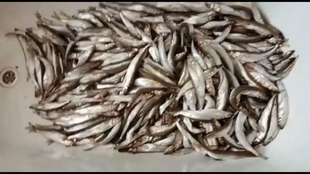Вяленая корюшка зубатка, быстрого посола смотреть онлайн