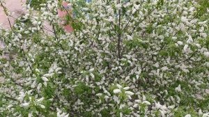 Расцвела черемуха под моим окном