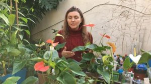 АНТУРИУМ почему НЕ ЦВЕТЕТ ❓ УХОД ❗ цветок Мужское счастье