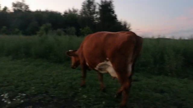 Есть ли доход от коровы в личном подсобном хозяйстве. смотреть онлайн