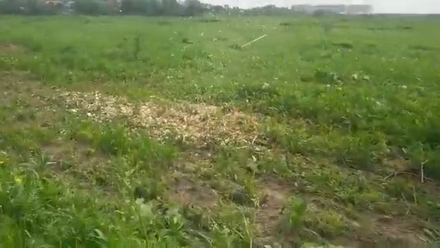 Измельчение древесины в щепу после корчевания смотреть онлайн