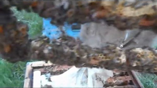 Вывод пчелиной матки -в шприцах / Простой способ вывода маток