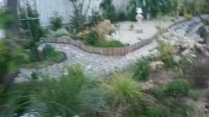 Обзор хвойных растений в моем парке. Часть третья.