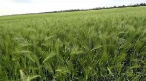 озимый ячмень 1.5 метра