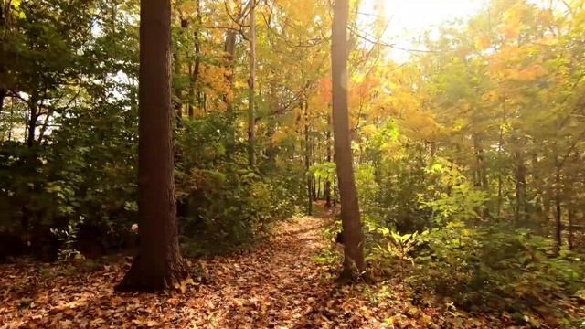 Музыка улучшающая IQ ,для мозга. Music meditation music relaxation смотреть онлайн
