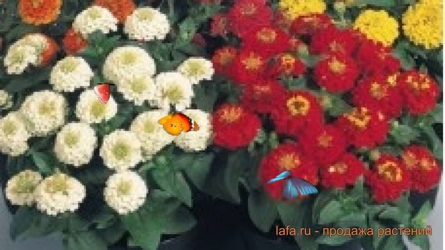 Цинния обыкновенная Микс ? обыкновенная цинния Микс обзор: как сажать, семена циннии Микс смотреть онлайн